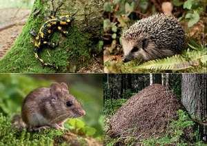 Eule, Fuchs und Hirsch. Tiere im Wald de Monika Lehner