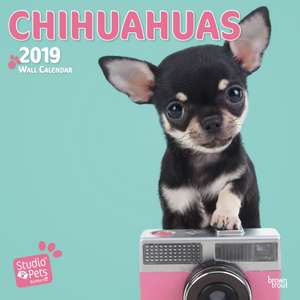 CHIHUAHUAS BY STUDIO P 2019 SQUARE WALL de BROWNTROUT UK