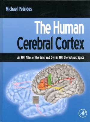 The Human Cerebral Cortex: An MRI Atlas of the Sulci and Gyri in MNI Stereotaxic Space de Michael Petrides