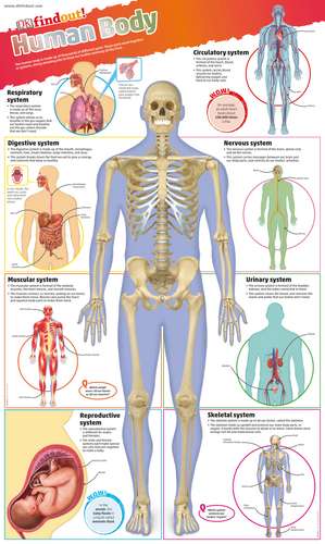 DKfindout! Human Body Poster de DK