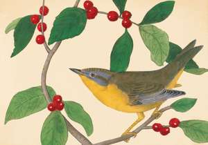 Audubon Holiday Half Notecards de New York Public Library