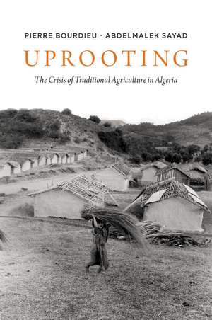 Uprooting: The Crisis of Traditional Algriculture in Algeria de Pierre Bourdieu