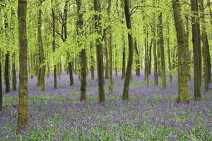 Bluebells de Peony Press