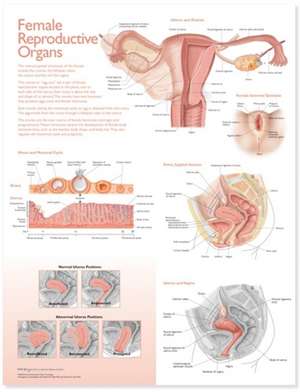 Lippincott Williams & Wilkins Atlas of Anatomy Female Reproductive Organs Chart de Anatomical Chart Company 