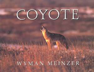 Coyote de Wyman Meinzer