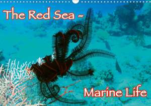 The Red Sea - Marine Life (Wall Calendar 2020 DIN A3 Landscape) de Lars Eberschulz