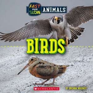 Birds (Wild World: Fast and Slow Animals) de Brenna Maloney