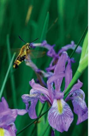 Petite Wild Blue Iris Journal de Jordan Wunderlich