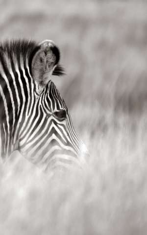 Alive! Zebra Stripes - Black and White - Photo Art Notebooks (5 X 8 Series) de Eva-Lotta Jansson