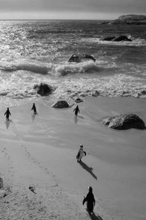 Alive! Little Penguin Friends - Black and White - Photo Art Notebooks (6 X 9 Series) de Eva-Lotta Jansson