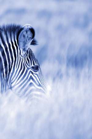 Alive! Zebra Stripes - Blue Duotone - Photo Art Notebooks (6 X 9 Series) de Eva-Lotta Jansson