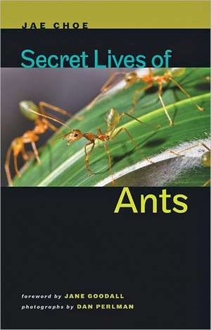 Secret Lives of Ants de Jae Choe