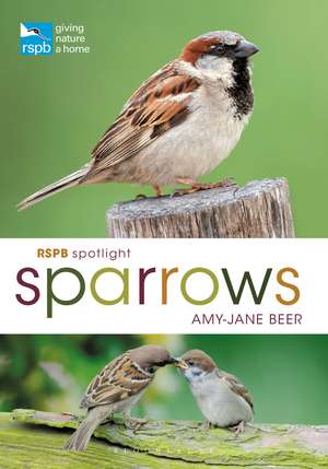 RSPB Spotlight Sparrows de Amy-Jane Beer