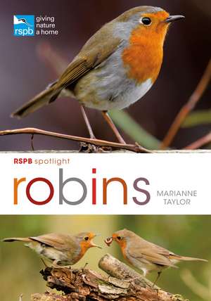 RSPB Spotlight: Robins de Marianne Taylor