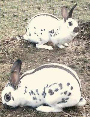 Rabbit and Cavy Culture de W. F. Roth