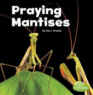 Praying Mantises de Lisa J. Amstutz