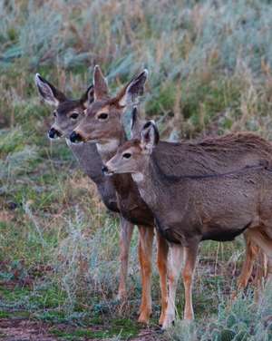 Adult Mule Deer Leftie Journal de Jordan Wunderlich