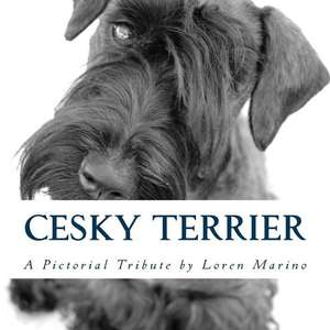 Cesky Terrier de Loren Marino