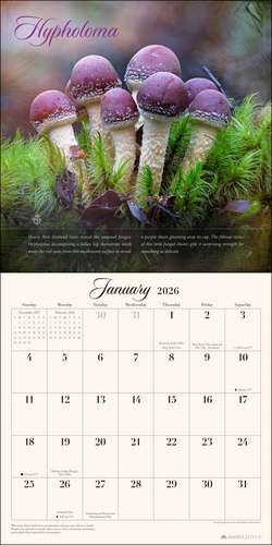 The Miraculous Mushroom 2026 Wall Calendar: With Fabulous Fungi Facts de Steve Axford