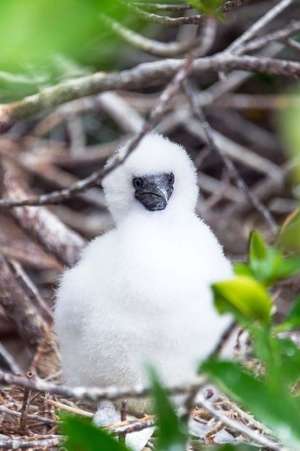 A Red Footed Booby (Sula Sula) Baby Chick Fluffy Cuteness Journal de Press, Benton