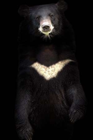 Asiatic Black Bear (Ursus Thibetanus) in the Dark Journal de Cs Creations