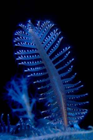 Common Sea Pen Journal de Cool Image