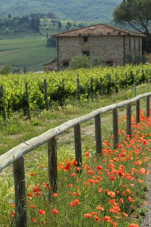 Poppies, a Field, and a Stone Farm Building in Tuscany Italy Journal de Cs Creations