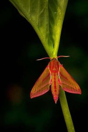 An Elephant Hawk-Moth (Deilephila Elpenor) Journal de Cs Creations