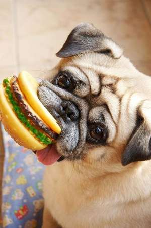 Adorable Pug Dog with a Hamburger Chew Toy Journal de Cs Creations