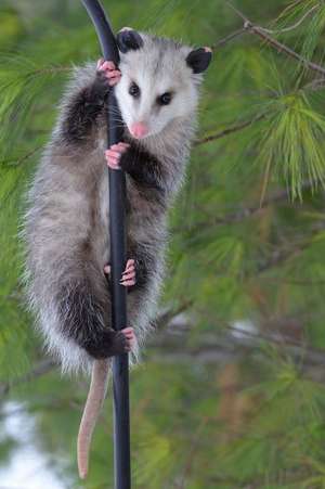 A Possum Climbing a Pole Journal de Cs Creations