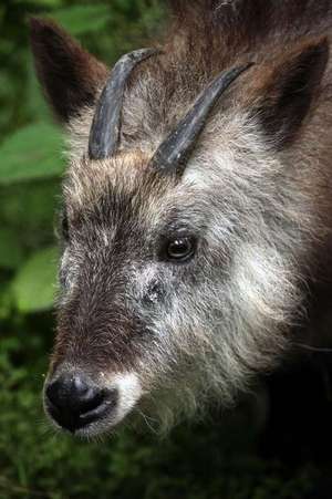 Japanese Serow (Capricornis Crispus) Journal de Cs Creations