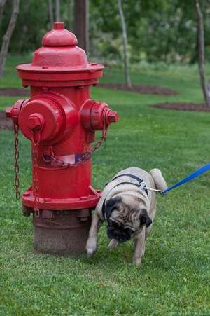 Pug Dog Watering the Fire Hydrant Journal de Cool Image