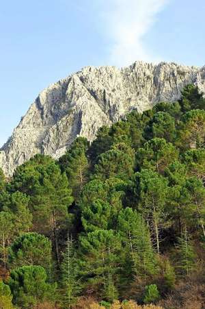 Pine Forest of Sierra de Grazalema Natural Park in Spain Journal de Cool Image