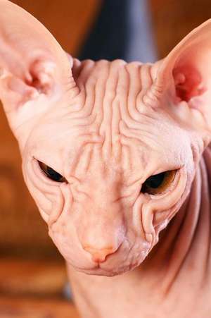 Sphinx Cat Looks Like an Alien Journal de Cool Image