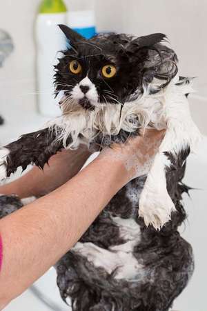 Persian Cat Faces Trauma in Bath Journal de Cool Image