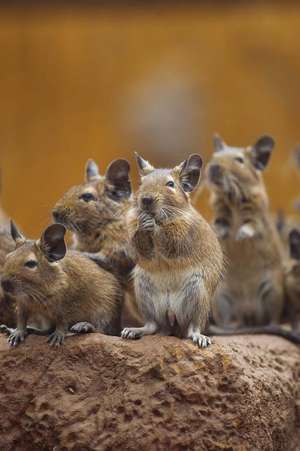 A Common Degu (Octogon Dugus) and Friends Journal de Cs Creations