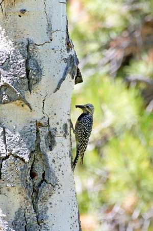 Female Williamson's Sapsucker Woodpecker Bird Journal de Cs Creations