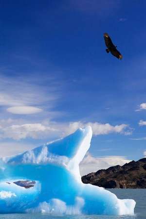 Drifting Blue Iceberg and a Soaring Eagle Nature Journal de Cs Creations