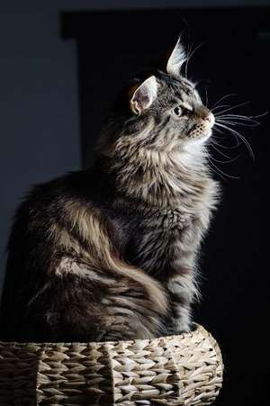 Maine Coon Cat Perched with Dignity Journal de Cool Image