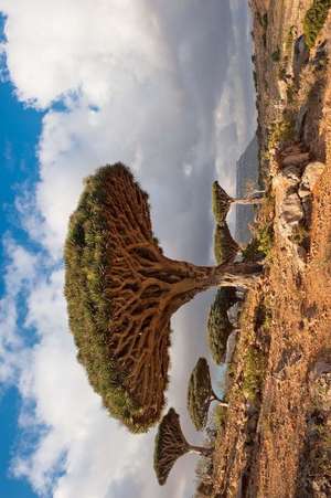 Dragon Trees at Homhil Plateau Socotra Yemen Journal de Cool Image