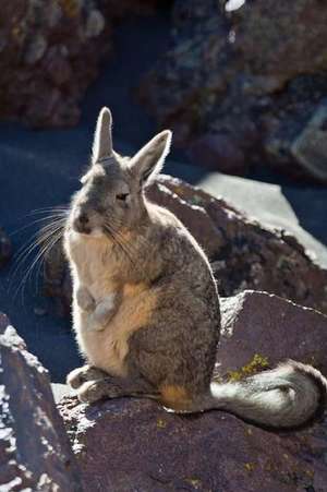 A Cute Viscacha South American Animal Journal de Cs Creations