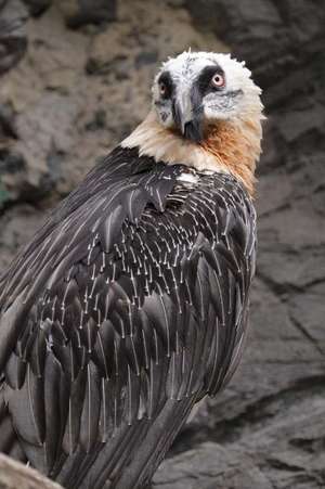 Bearded Vultura Aka Lammergeier Bird Journal de Cool Image