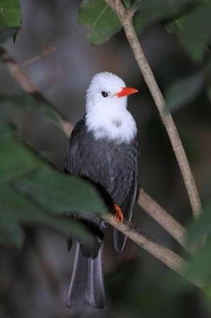 White-Headed Black Bulbul Bird Journal de Cool Image