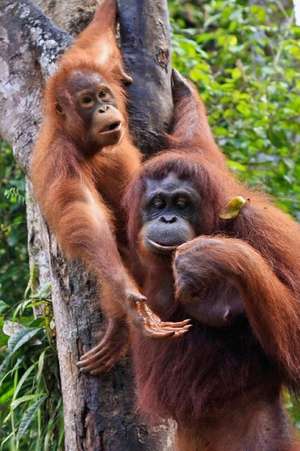 Two Orangutans in Sarawak Borneo Journal de Cs Creations