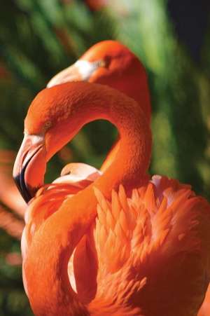 Flamingo Notebook de Services, N. D. Author