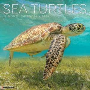 Sea Turtles 2025 12 X 12 Wall Calendar de Willow Creek Press