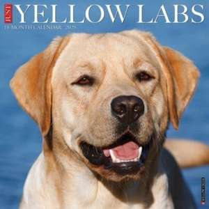 Just Yellow Labs 2025 12 X 12 Wall Calendar de Willow Creek Press