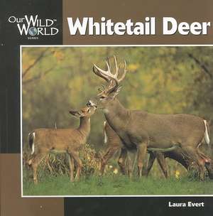 Whitetail Deer de Laura Evert