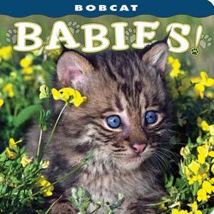 Bobcat Babies! de Lisa Husar