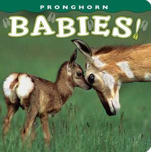 Pronghorn Babies! de Dick Kettlewell